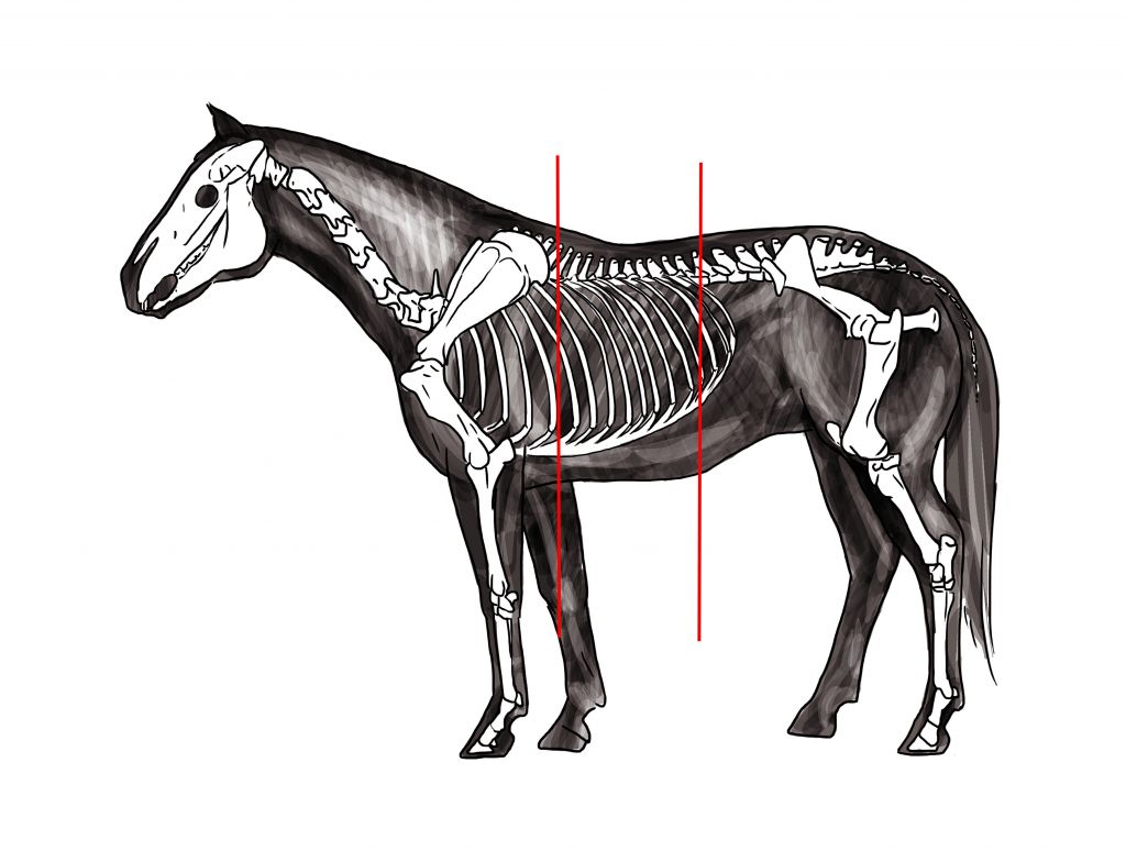 Szkielet konia 
